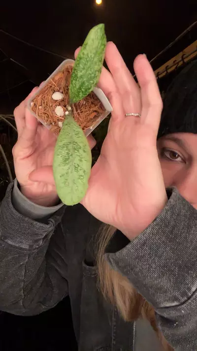 plant/5327 Hoya Lorelei-0-thumbnail