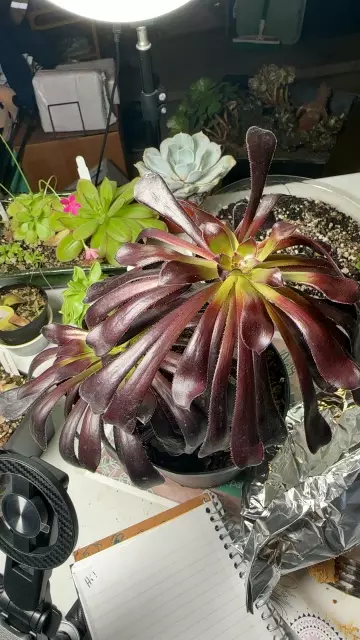 plant/Black Zwartkop-0