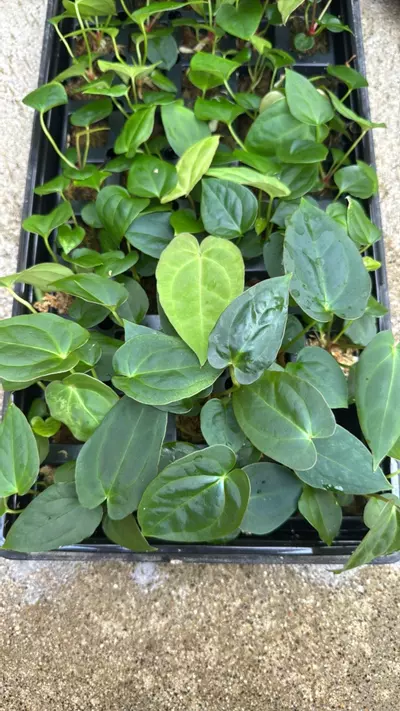 plant/Anthurium Crystal x BVEP GC-0-thumbnail