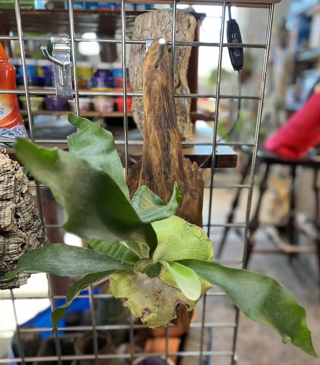 plant/platycerium on driftwood-0