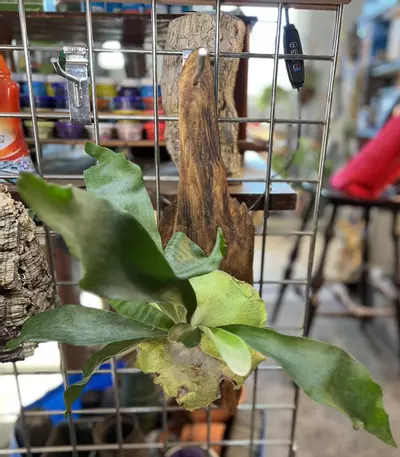 plant/platycerium on driftwood-0-thumbnail