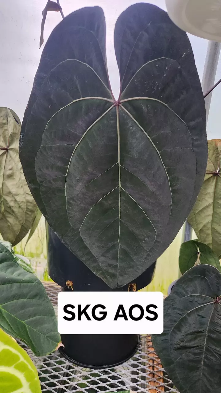 plant/Anthurium Wuhoo’s First Night x SKG AOS GC-2