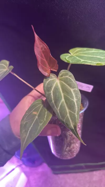 plant/red of Java-0-thumbnail