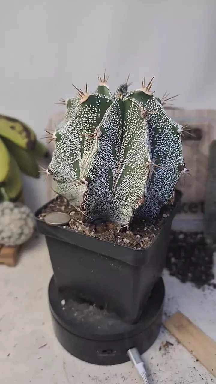 plant/f104 astrophytum ornatum, 4" pot-0