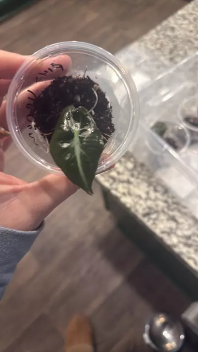 plant/143 venom-0-thumbnail