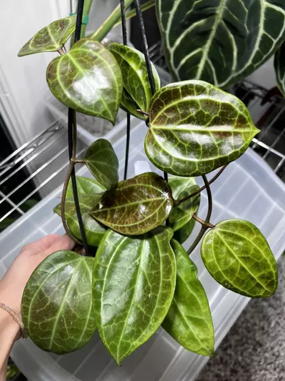 plant/Hoya Sarawak Pink Flower 5” Grower’s Choice-0-thumbnail