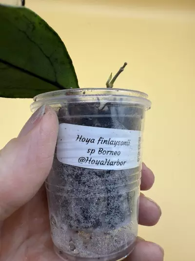 plant/finlaysonii Borneo-1-thumbnail