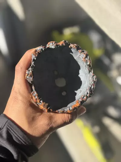 plant/Tiger footed 4x4-1-thumbnail