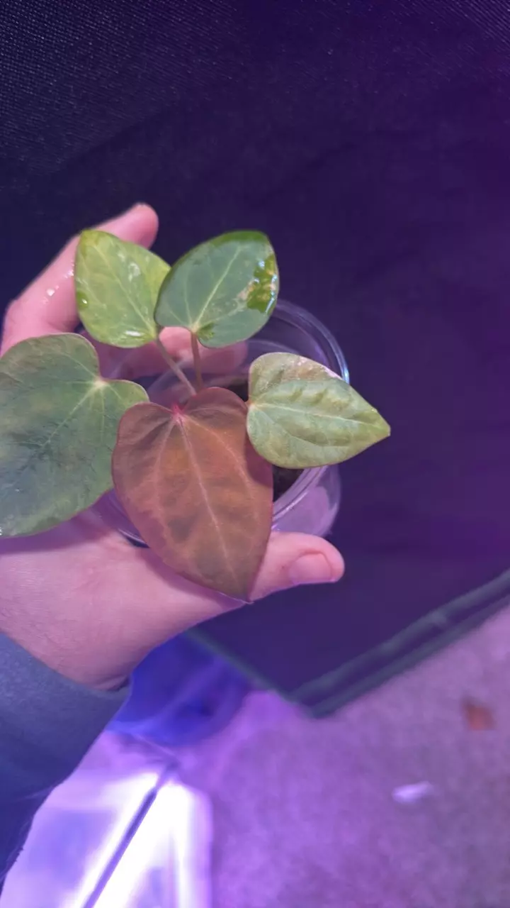 plant/bv x forgetti-0