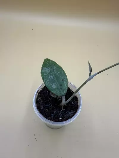 plant/finlaysonii panggha silver-0-thumbnail