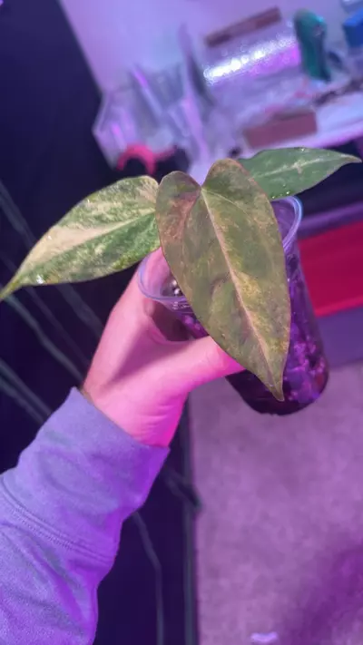 plant/red space x port-0-thumbnail