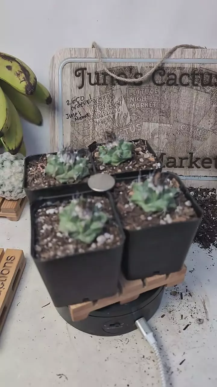 plant/f80 turbinicarpus swobodae, 2.25" pots gc-0