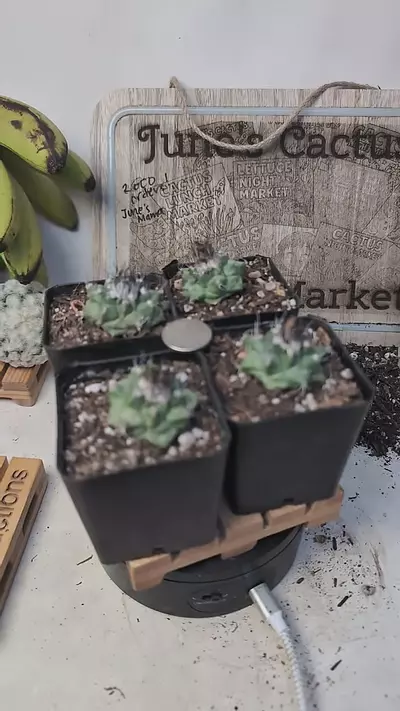 plant/f80 turbinicarpus swobodae, 2.25" pots gc-0-thumbnail