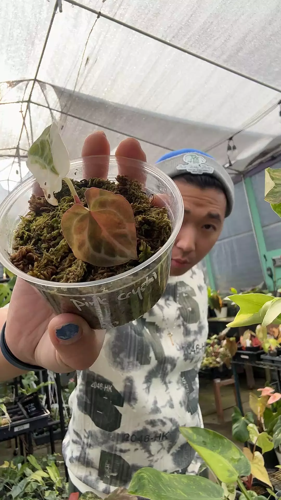 plant/anth true Albo crystal pink-0