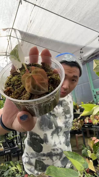 plant/anth true Albo crystal pink-0-thumbnail