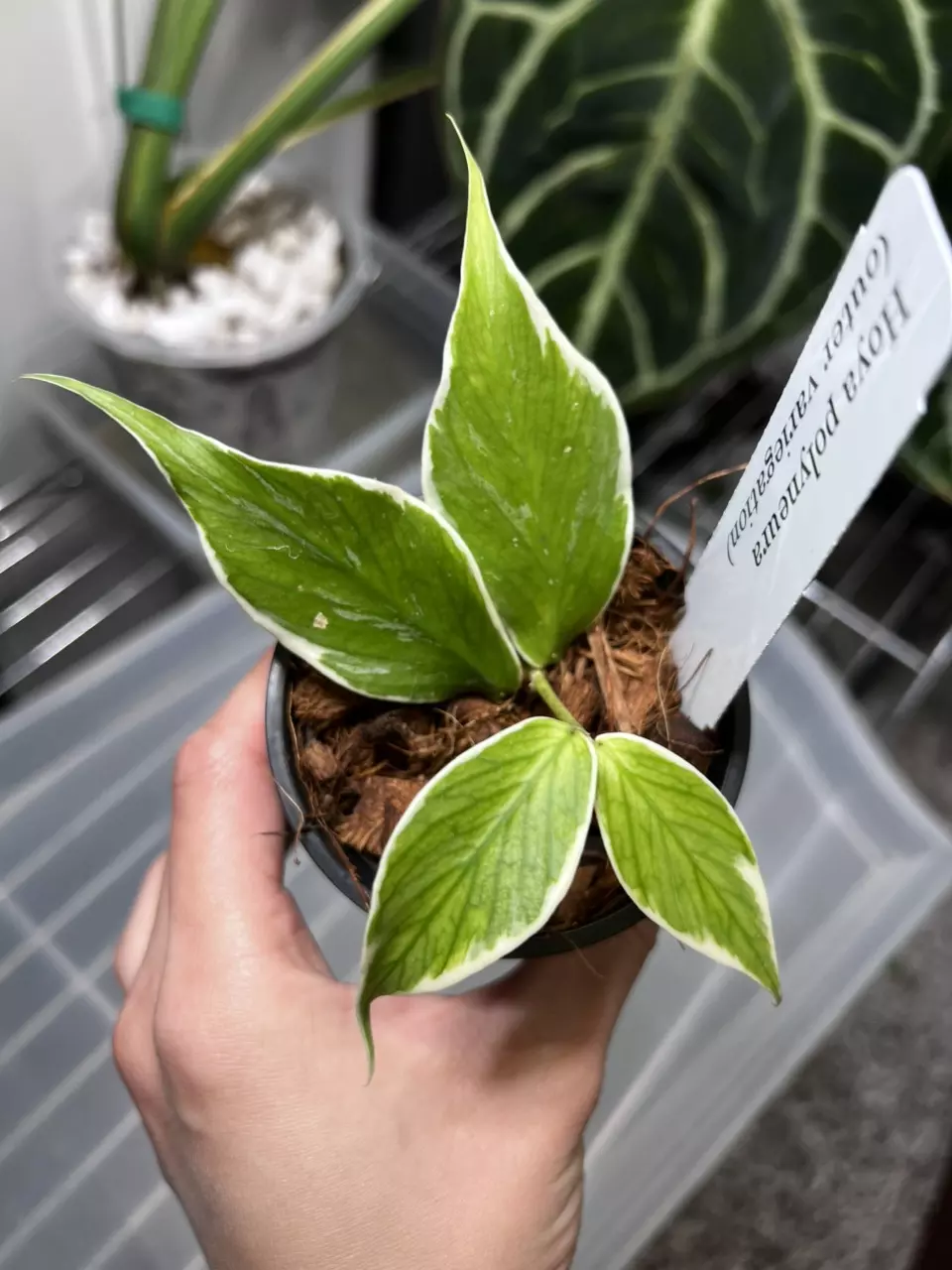 plant/Hoya Polyneura Albo 3” Grower’s Choice-0