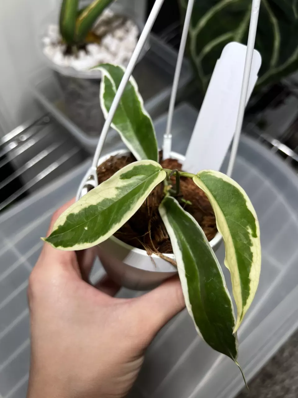 plant/Hoya Kenejiana Outer Variegated 3” Grower’s Choice-0