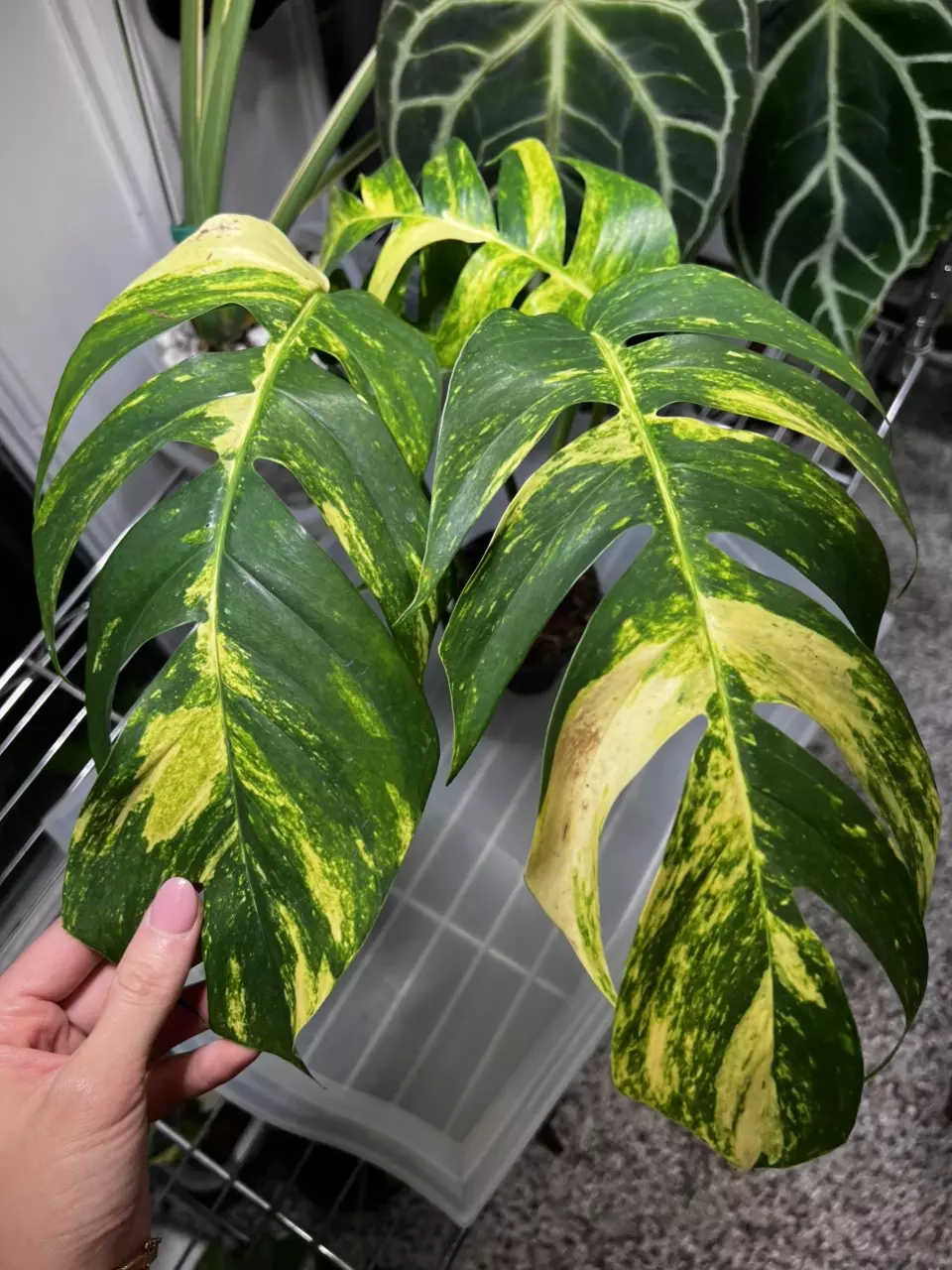 plant/Epi Yellow Flame 4” Exact-0