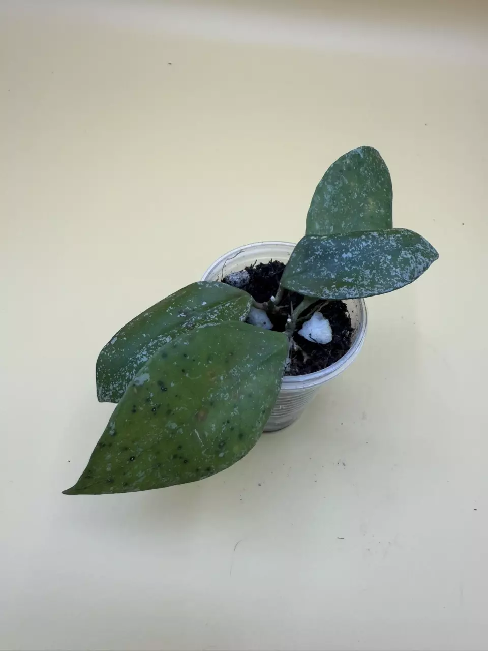 plant/walliniana splash-0