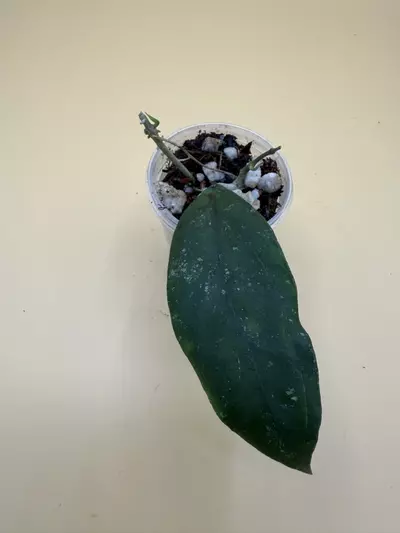 plant/finlaysonii Borneo-0-thumbnail