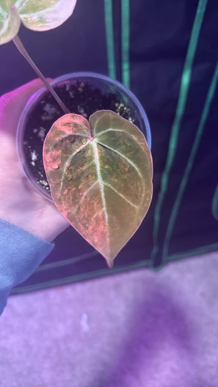 plant/double headed dolly clone (mag x kos rc)-0