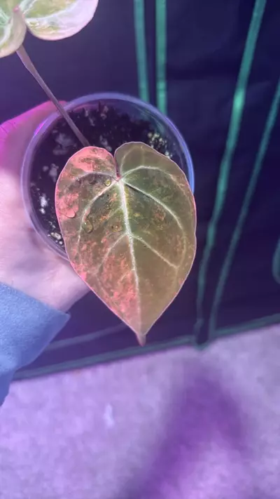 plant/double headed dolly clone (mag x kos rc)-0-thumbnail