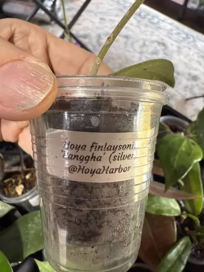 plant/finlaysonii panggha silver-1-thumbnail