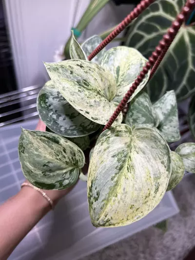 plant/Scindapsus Peasun 4” Grower’s Choice-0-thumbnail