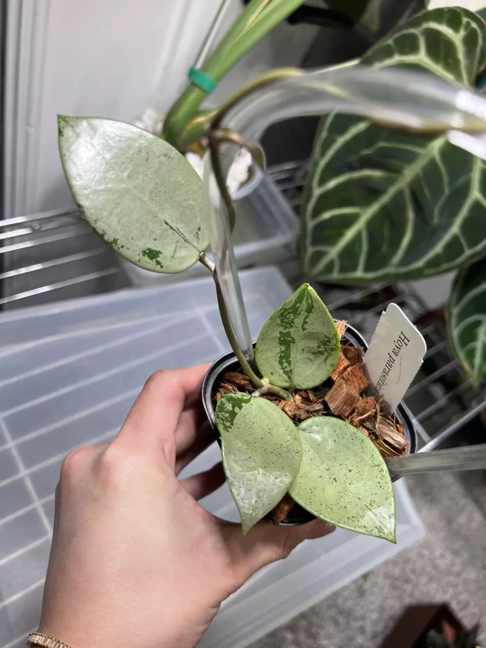 plant/Hoya Parasitica Silver Heart 3” Grower’s Choice-0