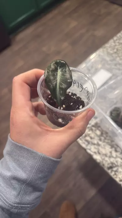 plant/142 venom-0-thumbnail