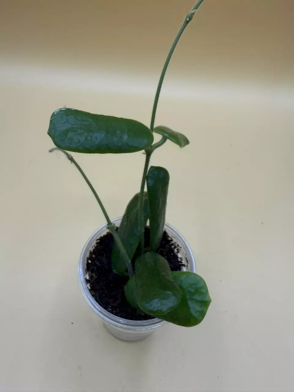 plant/rotundiflora-0