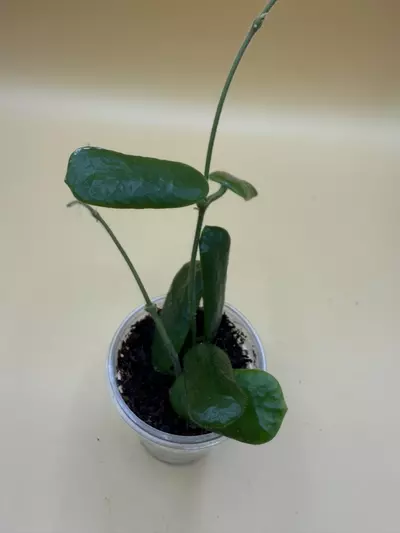 plant/rotundiflora-0-thumbnail