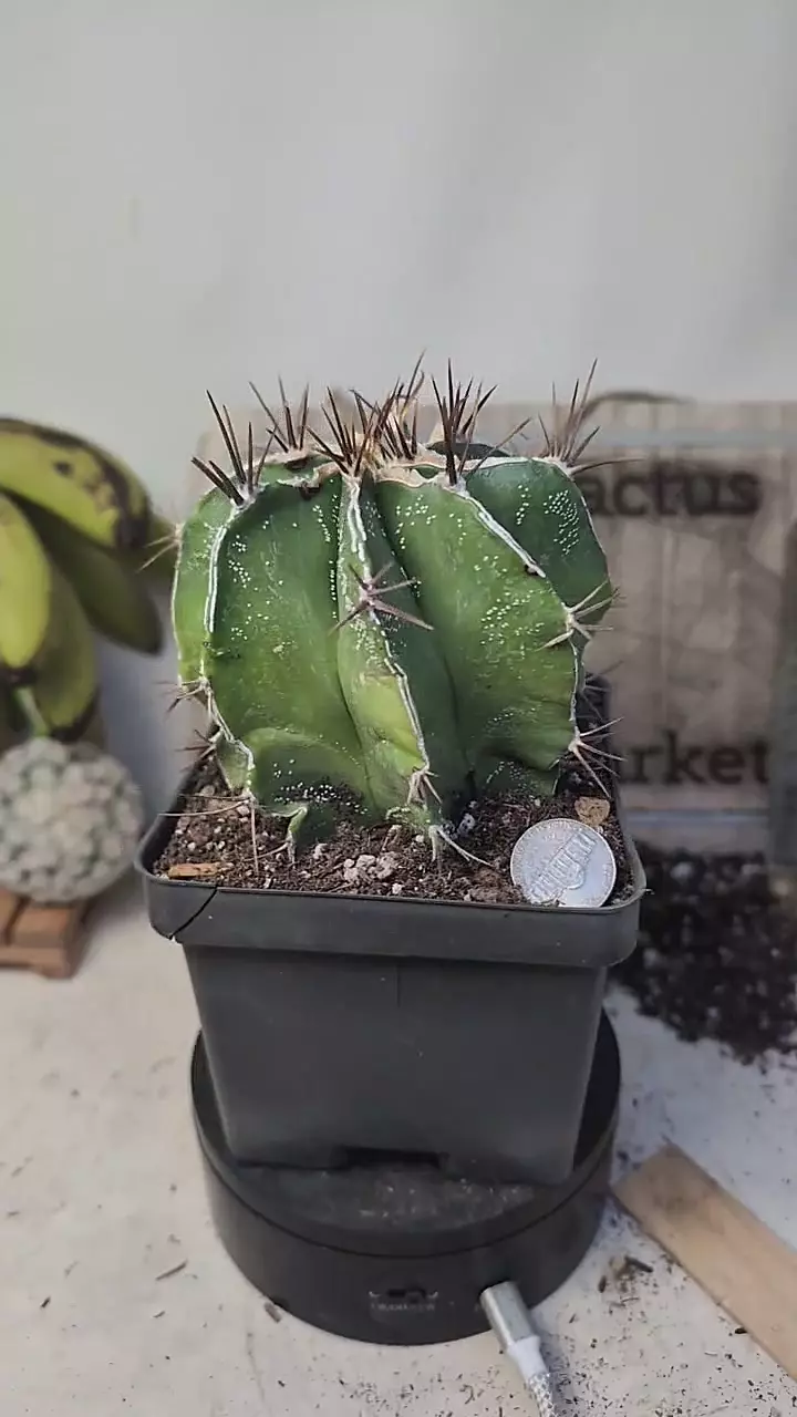 plant/f105 Astrophytum ornatum 4" pot-0