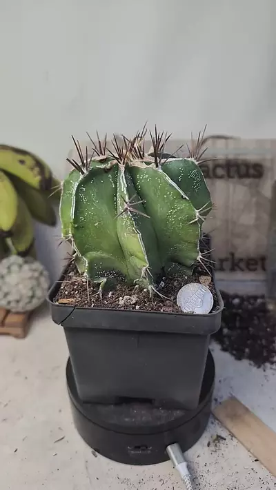 plant/f105 Astrophytum ornatum 4" pot-0-thumbnail