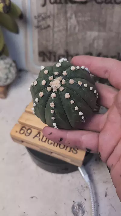 plant/f99 Astro asterias rensei-0-thumbnail