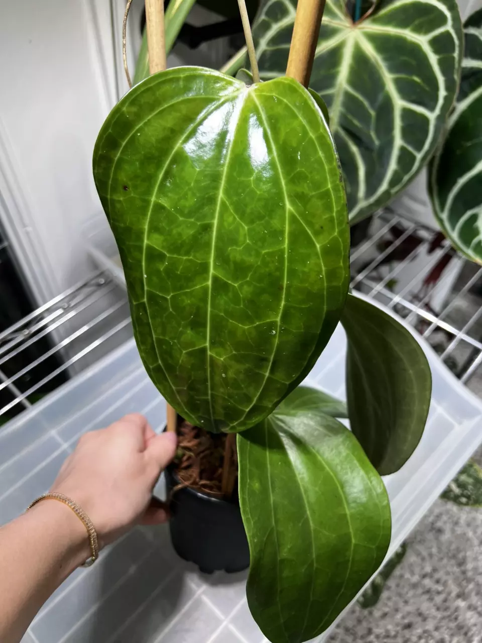 plant/Hoya Latifolia Dinner Plate 4” Grower’s Choice-0