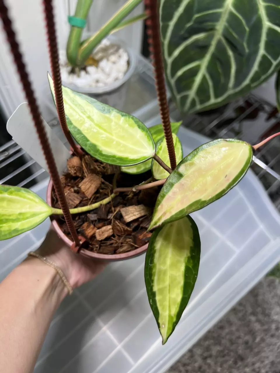 plant/Hoya Latifolia Pot of Gold 4” Grower’s Choice-0