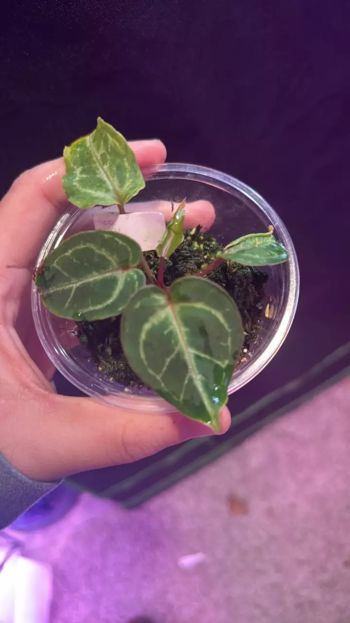 plant/roj x silver chrome-0