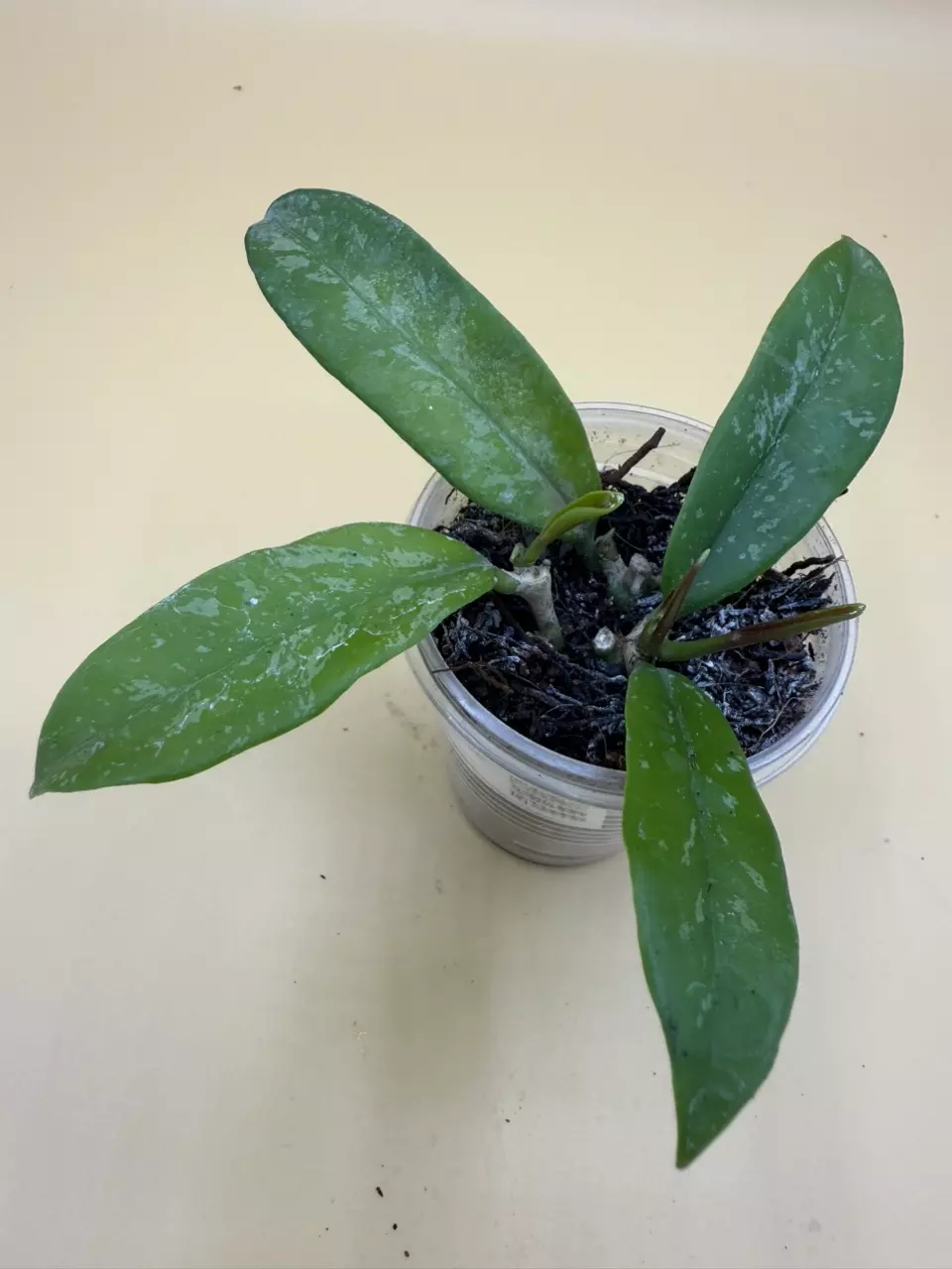 plant/Griffithii splash-0