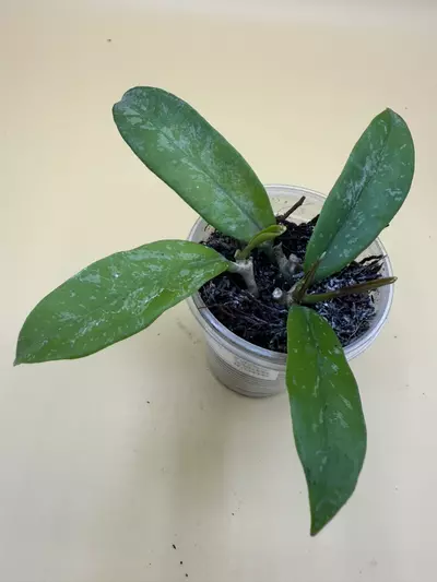 plant/Griffithii splash-0-thumbnail