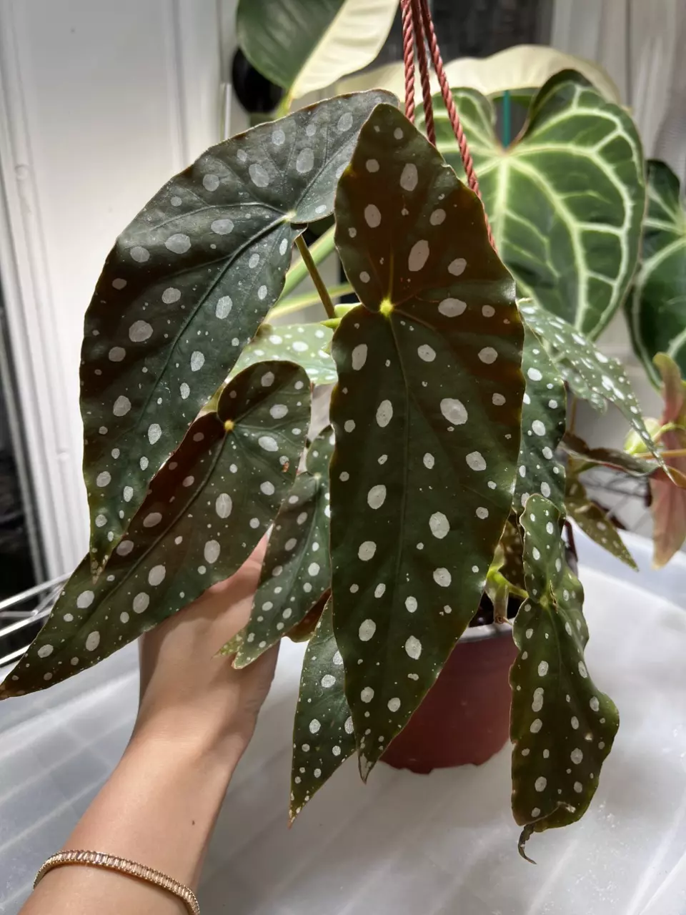 plant/Begonia Maculata 6” Hanging Basket Grower’s Choice-0