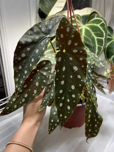 plant/Begonia Maculata 6” Hanging Basket Grower’s Choice-0-thumbnail