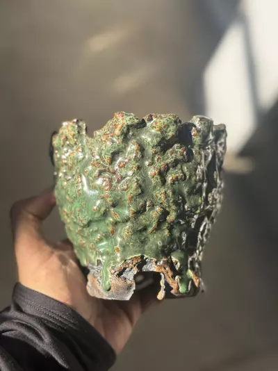 plant/Hoya Green Footed 5x4.75H-0-thumbnail