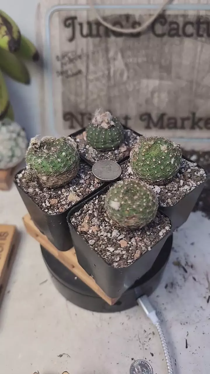 plant/f96 frailea mammifera, 2" pots gc-0