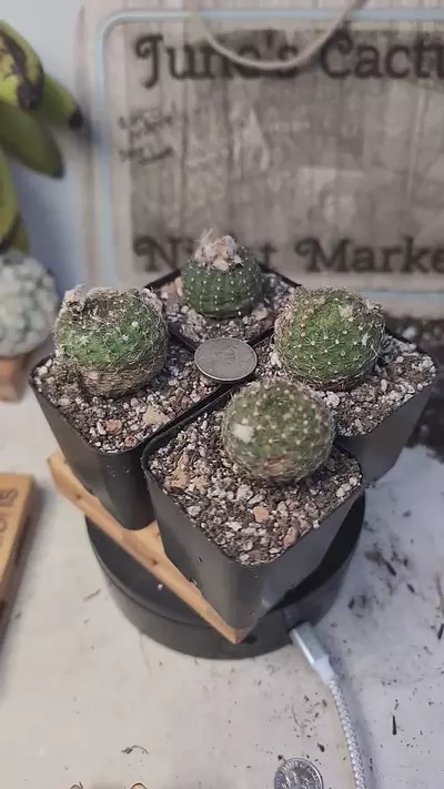 plant/f96 frailea mammifera, 2" pots gc-0-thumbnail