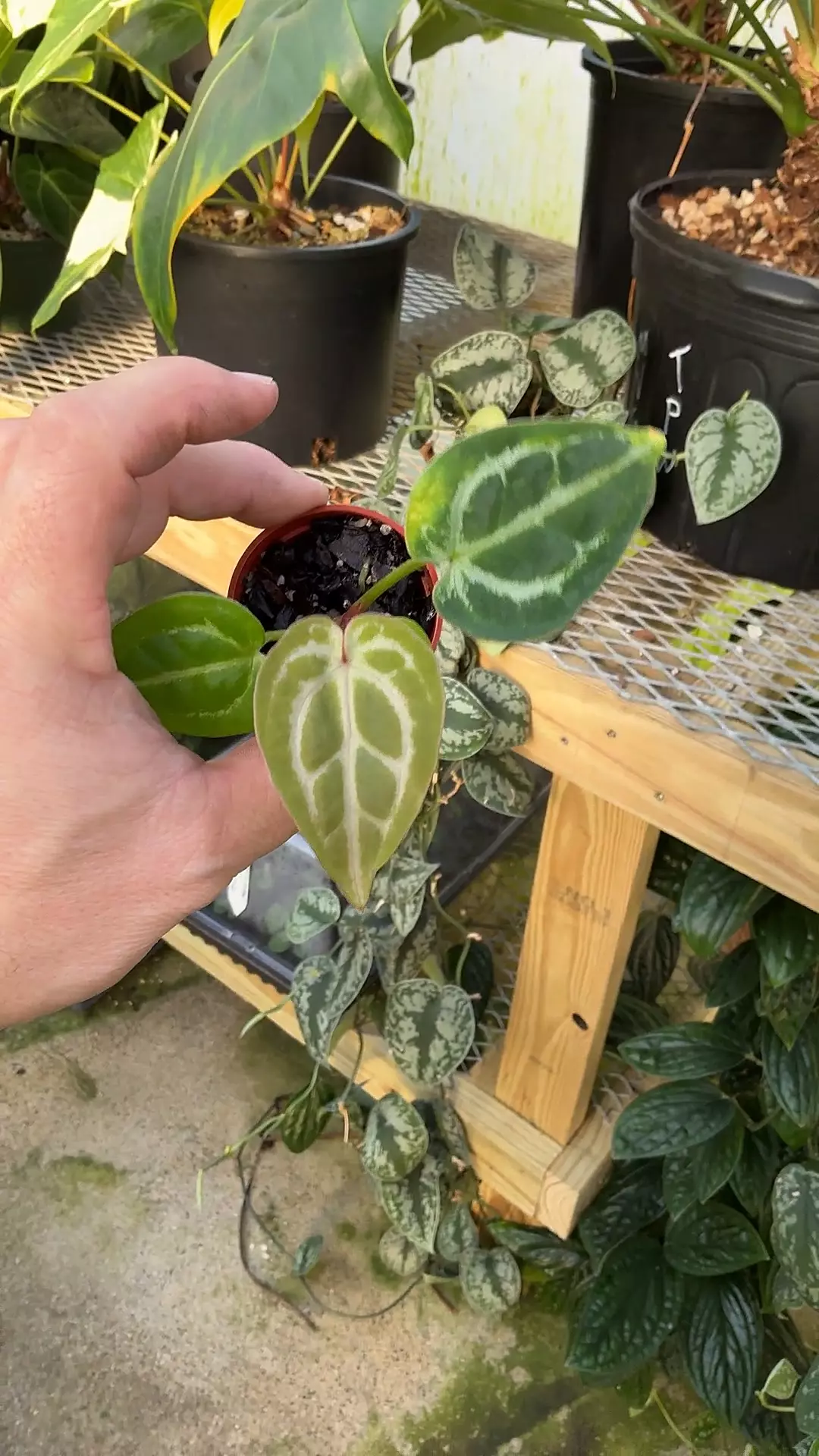 plant/pink lemonade x open GC-0