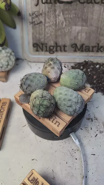 plant/f84 black spine Tephro geo balls, unrooted, gc-0-thumbnail