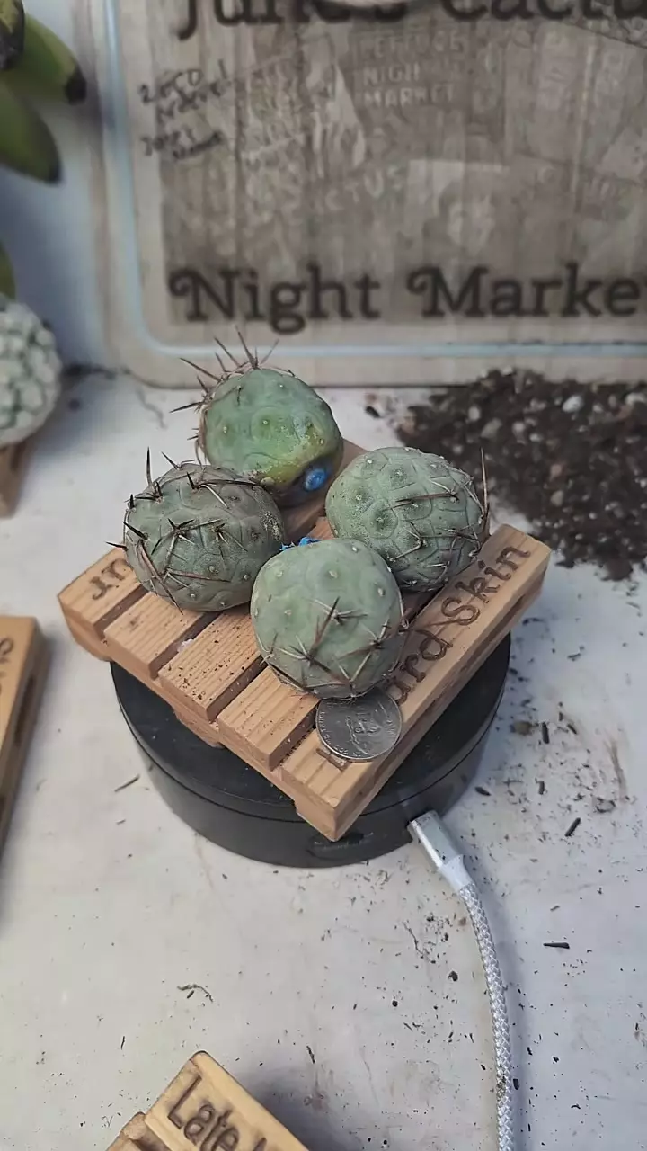 plant/f83 spine Tephro balls, unrooted, gc-0