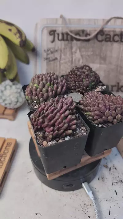 plant/f90 Mammillaria cv Fred 2.25" pot gc-0-thumbnail