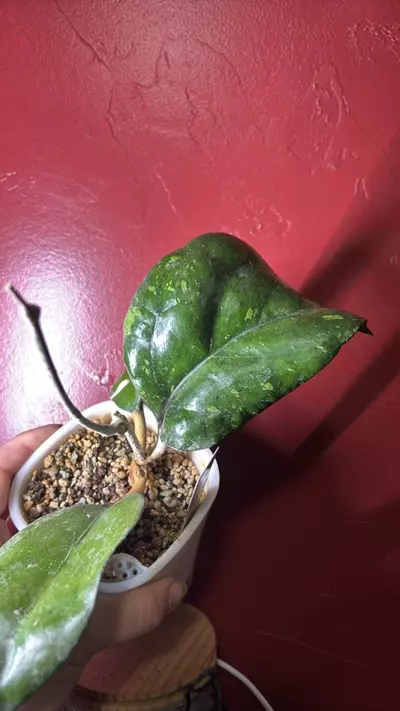 plant/Hoya Joy splash large leaves-0-thumbnail